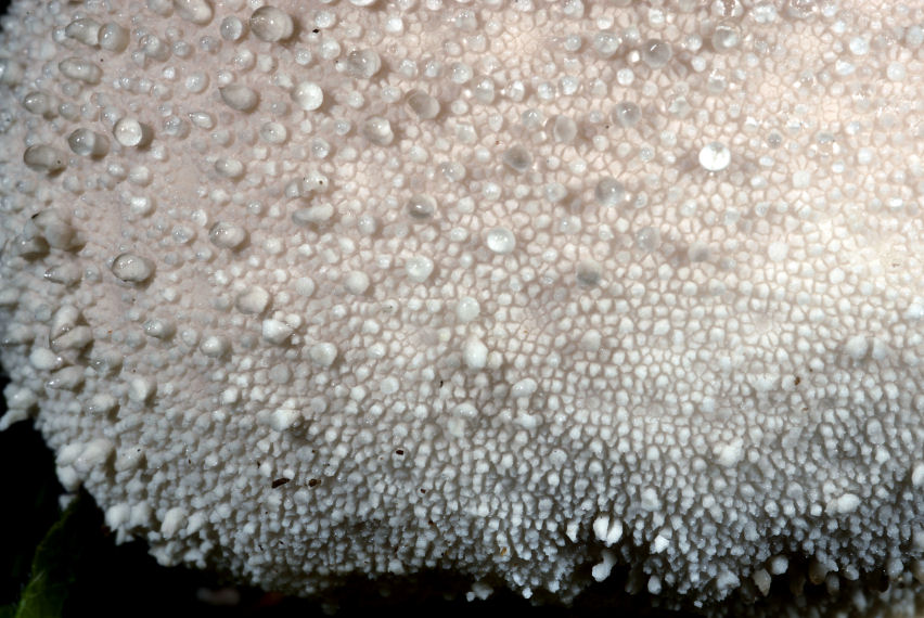 Lycoperdon?